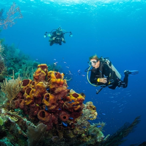 Belize - Groothoek met duikers
